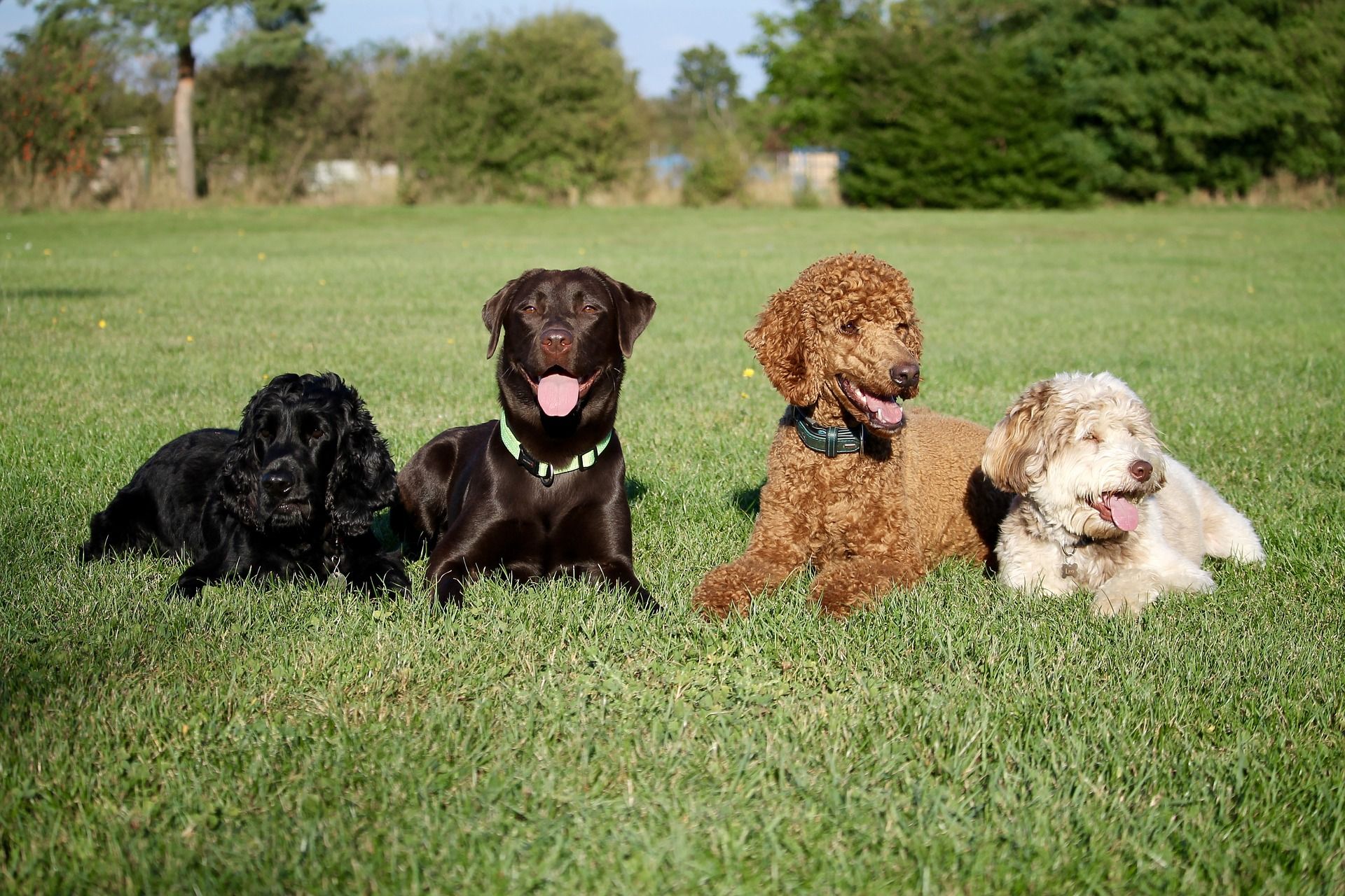 Fyra hundar ligger bredvid varandra på en gräsmatta.